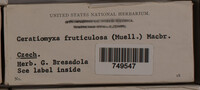 Ceratiomyxa fruticulosa var. fruticulosa image